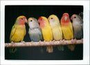 Birds: Love Birds - Vintage Photograph