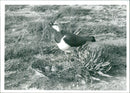 Birds: Lapwing - Vintage Photograph