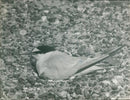 Birds: Little Tern - Vintage Photograph