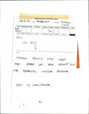 Birds: Common Terns - Vintage Photograph