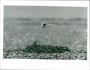 Birds: Common Terns - Vintage Photograph