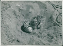Birds: Egg and Chick of Tern - Vintage Photograph