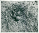 Birds: Common Tern Chicks - Vintage Photograph
