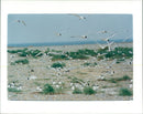 Birds: Common Terns - Vintage Photograph