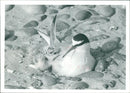 Birds: Little Terns - Vintage Photograph