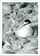 Birds: Little Tern - Vintage Photograph
