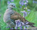 Birds: Turtle Dove - Vintage Photograph