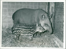 A tapir and baby. - Vintage Photograph