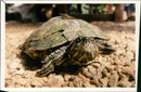 Red-Eared Terrapin - Vintage Photograph