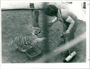 Bengal tiger - Vintage Photograph