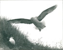 Fulmars - Vintage Photograph