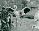 Flamingo - Vintage Photograph