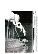 Flamingos - Vintage Photograph