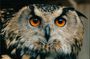 Birds: European Eagle Owl - Vintage Photograph