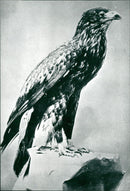 Birds: Eagle - Vintage Photograph