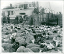 Animals : Sheep - Vintage Photograph