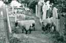 Animals : Sheep - Vintage Photograph