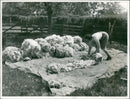 Animals : Sheep - Vintage Photograph