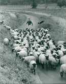 Animals : Sheep - Vintage Photograph
