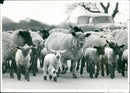 Animals : Sheep - Vintage Photograph