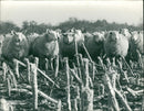 Animals : Sheep - Vintage Photograph