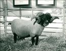 Animals : Sheep - Vintage Photograph