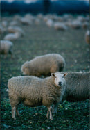Animals : Sheep - Vintage Photograph