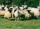 Animals : Sheep - Vintage Photograph