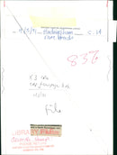 Animals : Sheep - Vintage Photograph