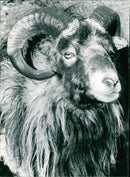 Animals : Sheep - Vintage Photograph
