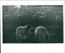 Animals : Sheep - Vintage Photograph