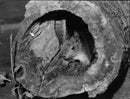 Squirrel - Vintage Photograph