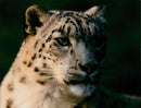 Snow Leopard - Vintage Photograph