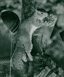 Squirrel - Vintage Photograph