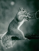 Grey squirrel - Vintage Photograph