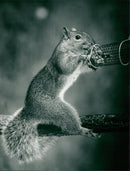 Grey squirrel - Vintage Photograph