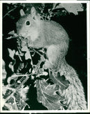 Squirrel - Vintage Photograph