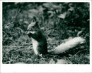 Red squirrel - Vintage Photograph