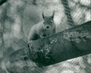 Red squirrel - Vintage Photograph