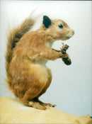 Red squirrel - Vintage Photograph