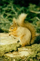 Squirrel - Vintage Photograph