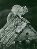 Squirrel - Vintage Photograph