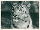 "Yamdi" the female Snow Leopard - Vintage Photograph