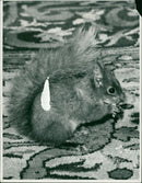 Squirrel - Vintage Photograph