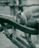 Squirrel - Vintage Photograph
