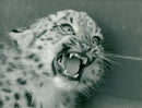 Snow Leopard Cab - Vintage Photograph