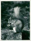 Red squirrel - Vintage Photograph