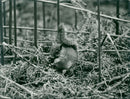 Young grey squirrel - Vintage Photograph