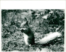 Red squirrel - Vintage Photograph
