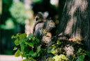 Squirrel - Vintage Photograph